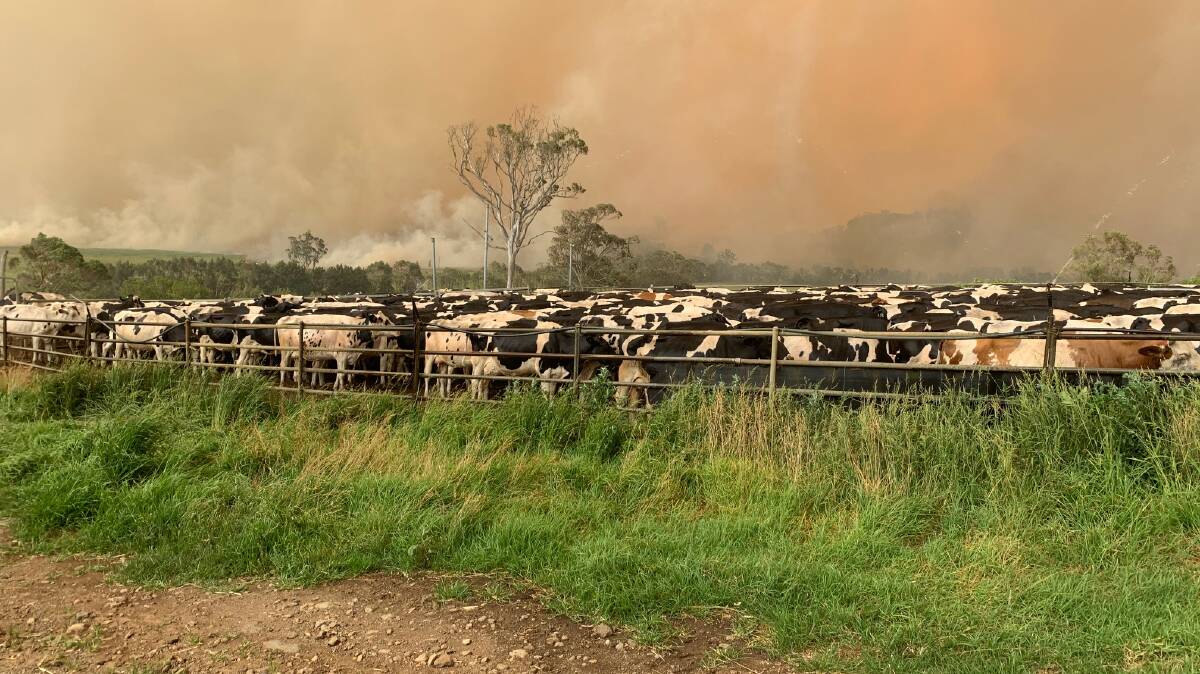 Robert Miller's 1000 dairy herd stood on concrete under sprinklers as fire roared around them near Milton on the South Coast. Photo: Robert Miller