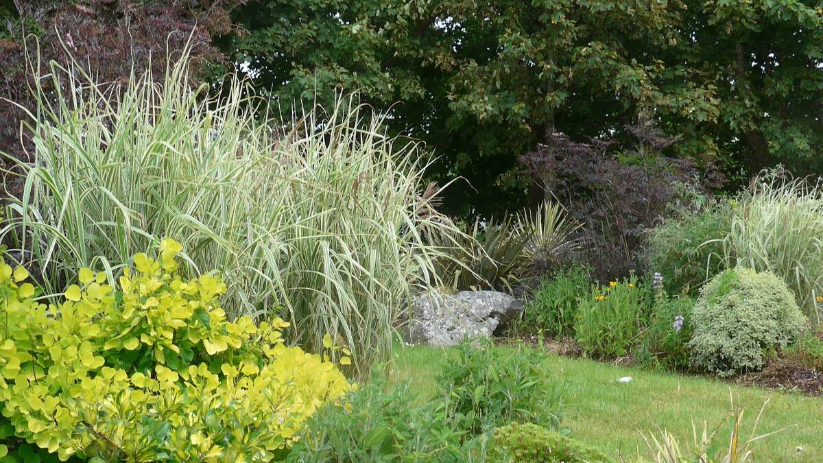 Miscanthus sinensis Variegata has silvery striped leaves and reaches up to a metre in height in one season.