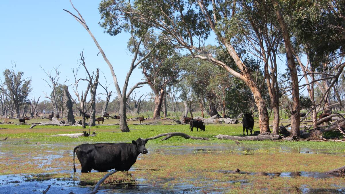 Angus cows foraging in the flooded reedbed country on Oxley Station. In wet years up to 30 per cent of the station goes under water.