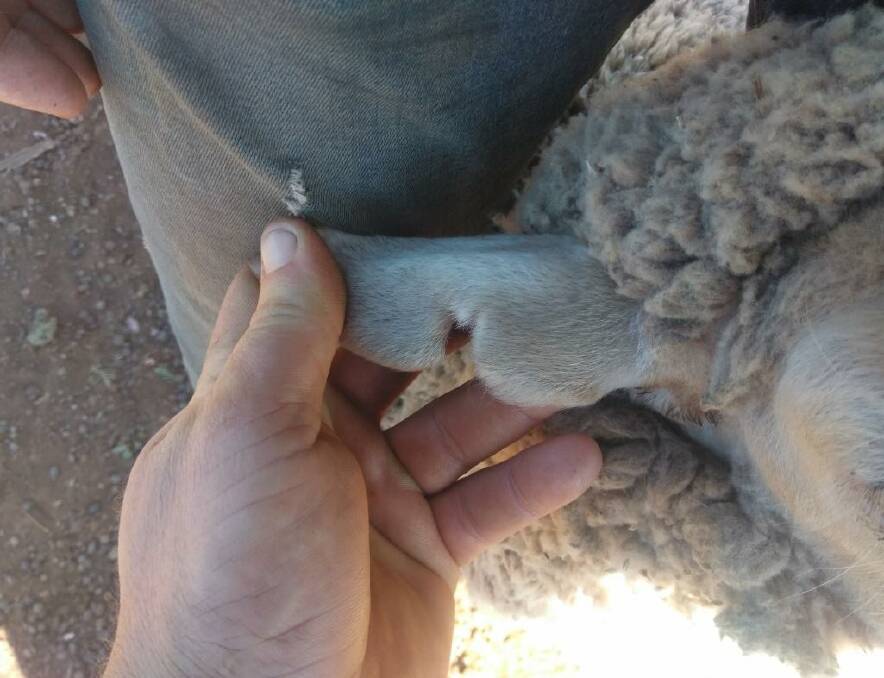 The ewes stolen have a capital `M’ earmark in the right ear. Photo supplied by Central West Police District.