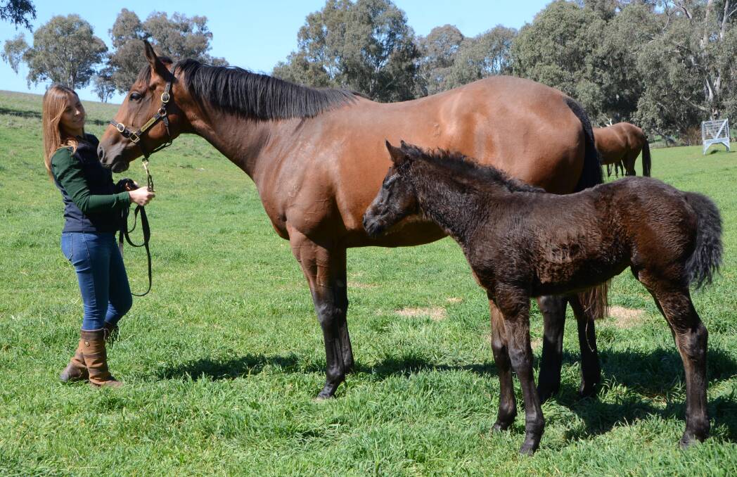 Operations/client relations manager Katherine Sheridan with Party and her filly foal, which was the first foal born by second seasoner Xtravagant at Newhaven Park near Boorowa. 