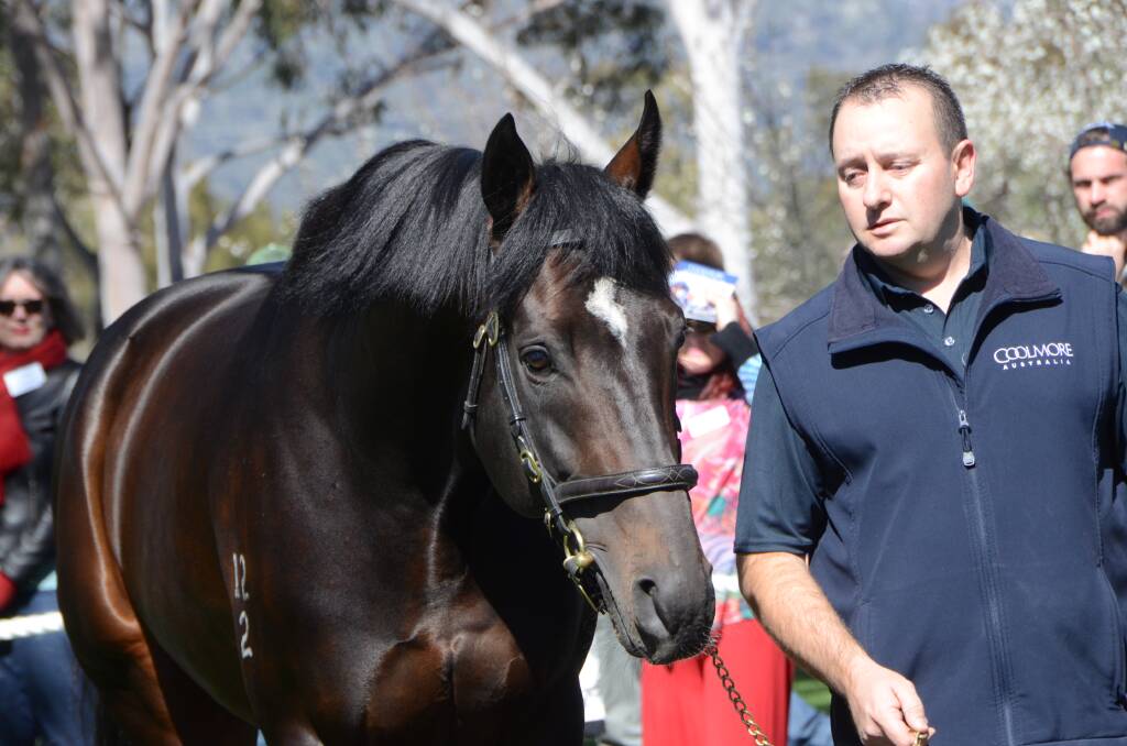 The 2015 Golden Slipper winner and now young sire Vancouver on parade with stallion handler Dan Krzanic at Coolmore Stud, Jerrys Plains. Photo by Virginia Harvey

