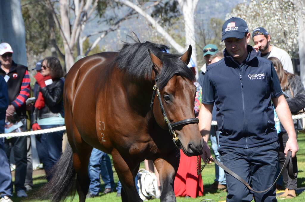 Young sire, Pride Of Dubai and handler Kevin Trema, on parade at Coolmore Stud. The stallion was represented with his first foals which averaged $112,000 on the Gold Coast last week. Photo by Virginia Harvey.