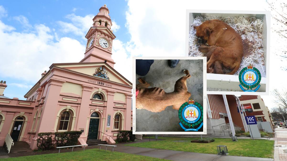 FINED: A father and daughter duo operating one of NSW's largest puppy breeding operations have been sentenced at Inverell Local Court for animal cruelty offences. Photo: Jacinta Dickins; Insets: NSW RSPCA
