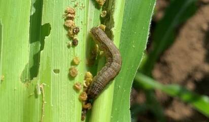 NSW DPI is waiting for tests to confirm suspect larvae found in Hillston crops and other areas. Photo: Queensland DAF