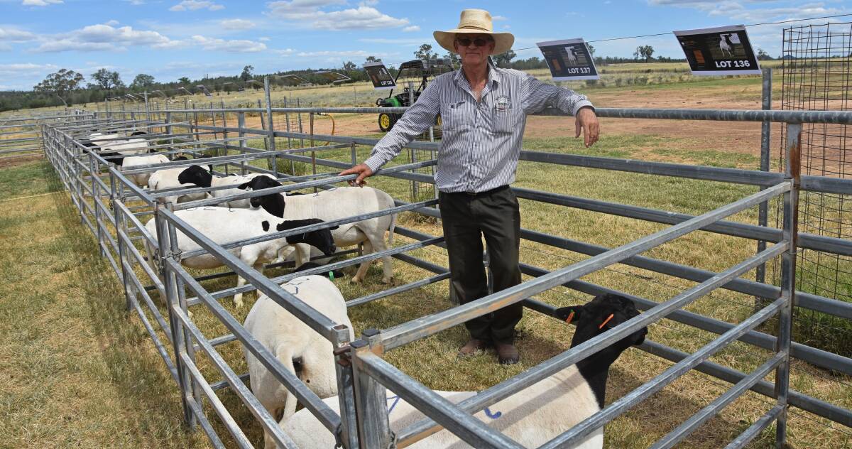 Gingie Pastoral Company principal Charlie Pye has moved his Walgett farm's operations away from Merino sheep for the first time in more than 100 years. Photo: Billy Jupp 