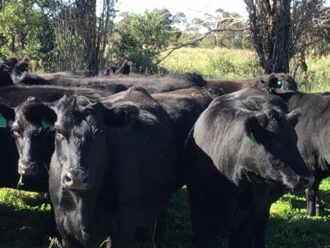 Guyra stud Bald Blair Angus sold 24 PTIC cows from its commercial herd for $4080 a unit via AuctionsPlus last Friday. Photo: Elders Armidale and Guyra Facebook page 