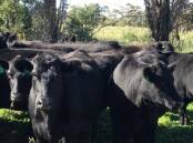 Guyra stud Bald Blair Angus sold 24 PTIC cows from its commercial herd for $4080 a unit via AuctionsPlus last Friday. Photo: Elders Armidale and Guyra Facebook page 