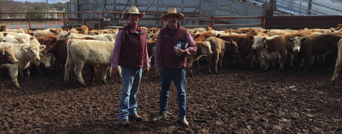 Tom Oakes and Will Claridge, CL Squires and Company, Inverell, with a run of 147 Charolais-cross heifers offered by Clerkness Pastoral Company, Bundurra, which sold to an average of 619c/kg at Inverell on Thursday. Photo: Inverell Regional Livestock Exchange 