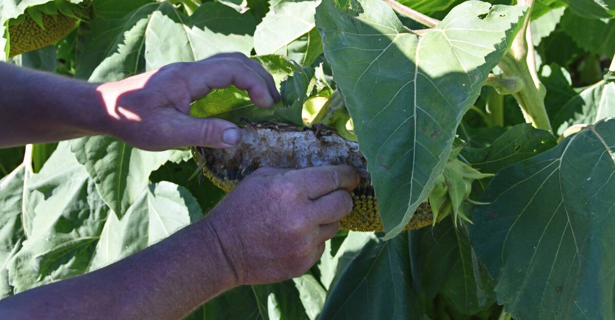 An example of some of the damage birds can cause to sunflower crops. Photo: Billy Jupp 