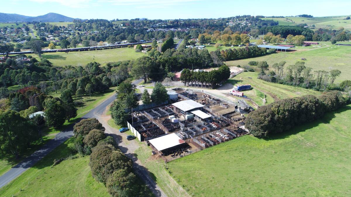 The Dorrigo saleyards were at capacity for the annual weaner sale. Photo: Supplied 