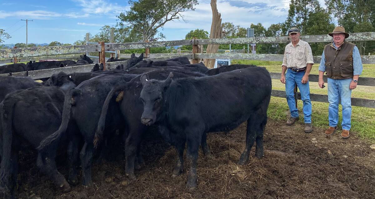 Raglan Pastoral Company manager David Leake and Raglan Pastoral Company owner Mark Farrell with a run of Angus steers which sold for $1720/hd. Photo: Supplied 