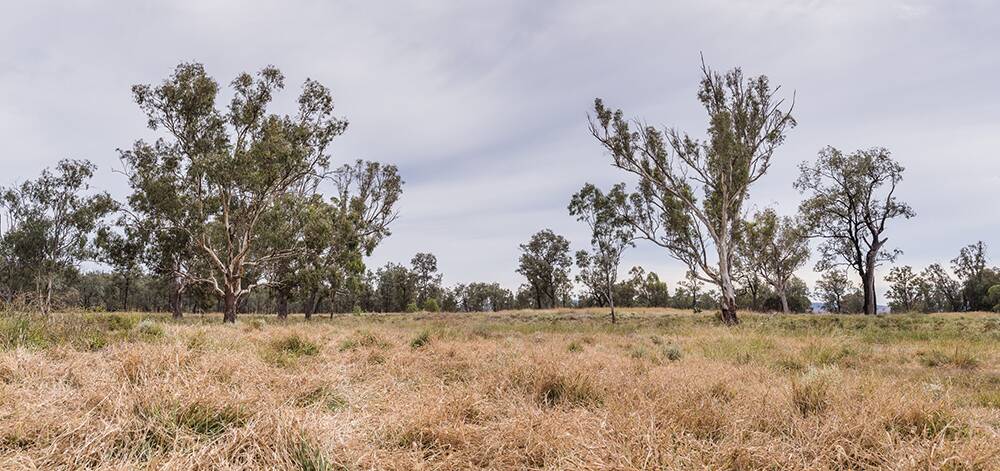 Recent rainfall has caused a influx of weeds along Travelling Stock Routes, like this one near Warialda in the state's North West, prompting an increase of control measures. Photo: Supplied 