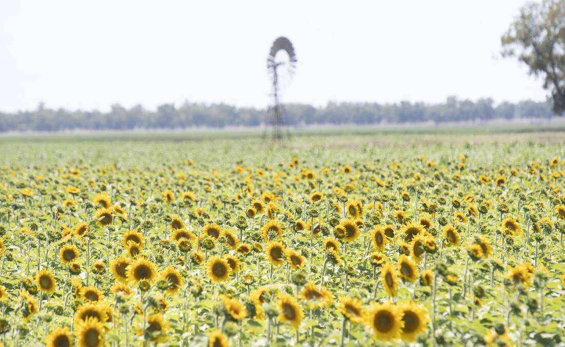 Tourists have flocked to the Liverpool Plains to take in the colours of the sunflower crops. Photo: Peter Hardin 