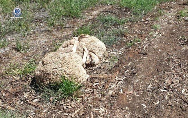 The carcasses were discovered on the side of the Golden Highway near the intersection of Old Mendooran Road at Dubbo. Photo: NSW Police Rural Crime Prevention Team 