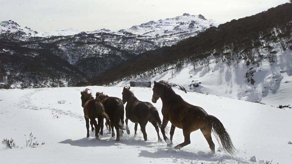 A recent study has shown more than 14,000 brumbies call the Kosciuszko National Park home. 
