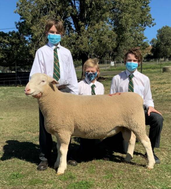 Farrer Memorial Agricultural High School students Beau Henry, Torryn Allsop and Felix Murray with the top selling ram Farrer 200162, purchased by Anden White Suffolks for $11,100. Photo: Supplied 