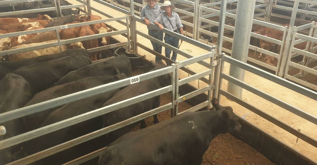 Jye and Chris Paterson with milk-tooth steers, which made $2040 for the older steers and $1820 for the younger steers. Photo: Michelle Mawhinney 
