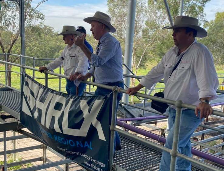 Prices remained firm at this month's Singleton store cattle sale. Photo: File photo 
