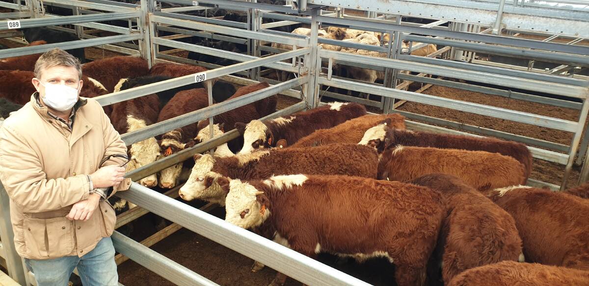 Patrick Hurley, Vena Park, Wallabadah with the lead pen of Poll Hereford weaner steers, by Vena Park and Angus bulls, which were weaned on Thursday and sold by Chris Paterson for $1890 at head at Tamworth store sale on Friday. Photo: Michelle Mawhinney, TLSAA 