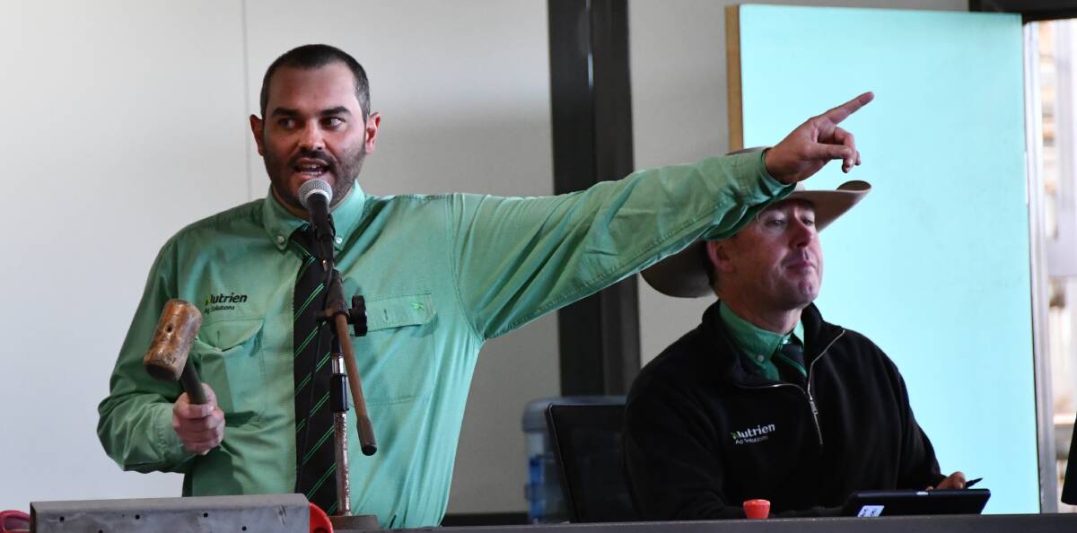 Auctioneer Chris Dobie, Nutrien Ag Solutions, Scone, in action during Friday's sale. Photo: Billy Jupp 