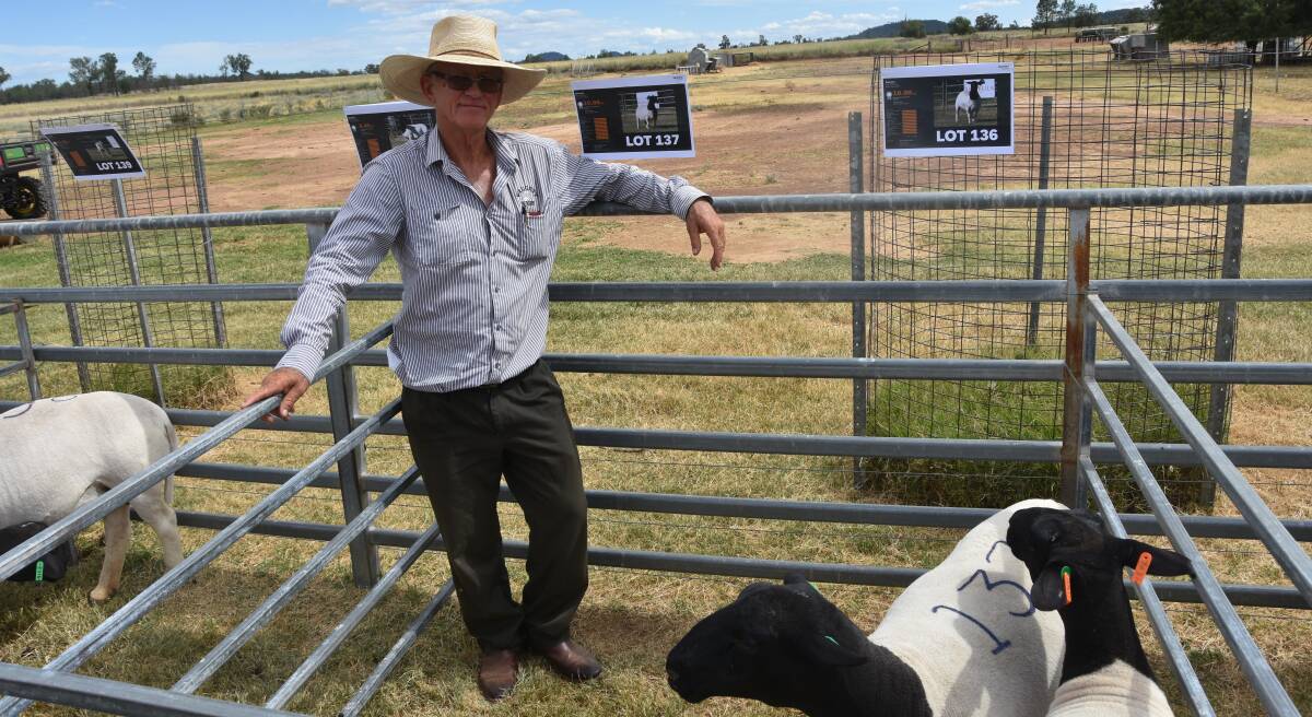 Gingie Pastoral Company principal Charlie Pye has moved away from Merino sheep on his Walgett property for the first time in more than 100 years. Photo: Billy Jupp 