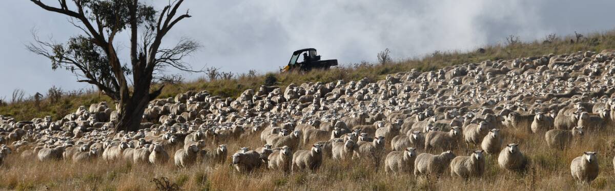 The Mulligans run about 14,000 sheep and 1000 cattle. 