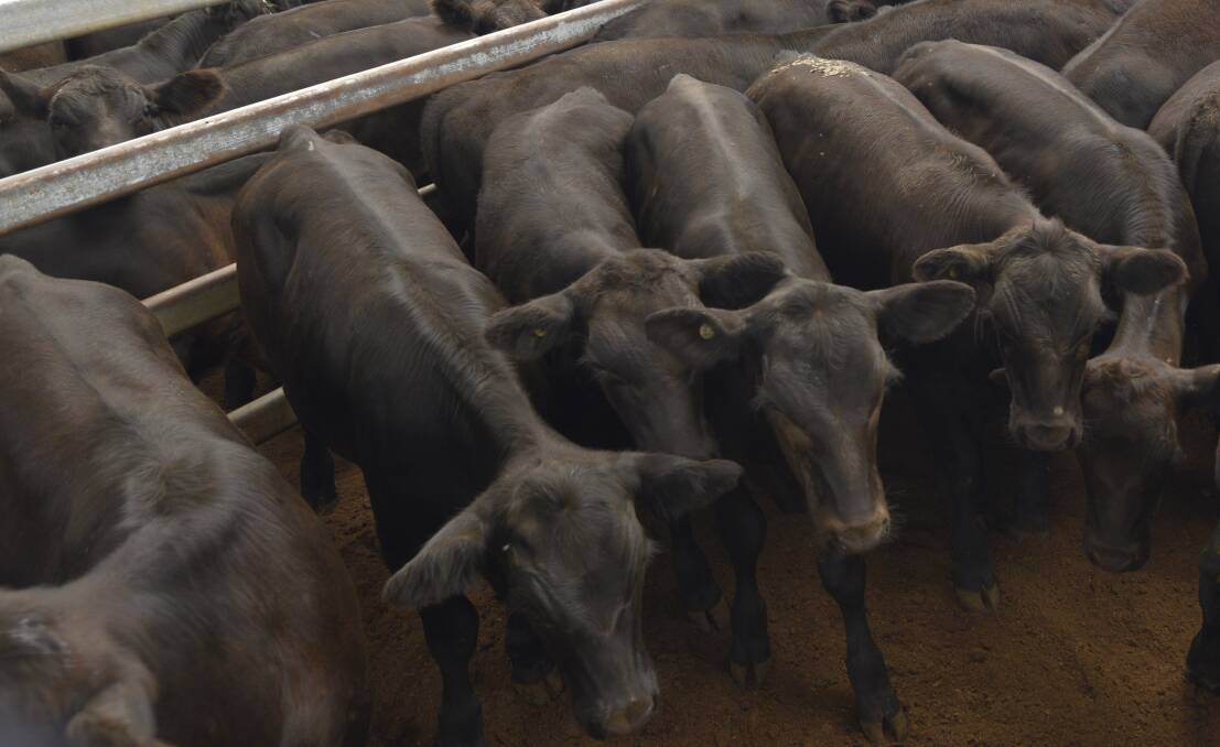 ROCK SOLID: Recent rain and decrease in sale numbers has helped the Tamworth cattle market remain steady. 
