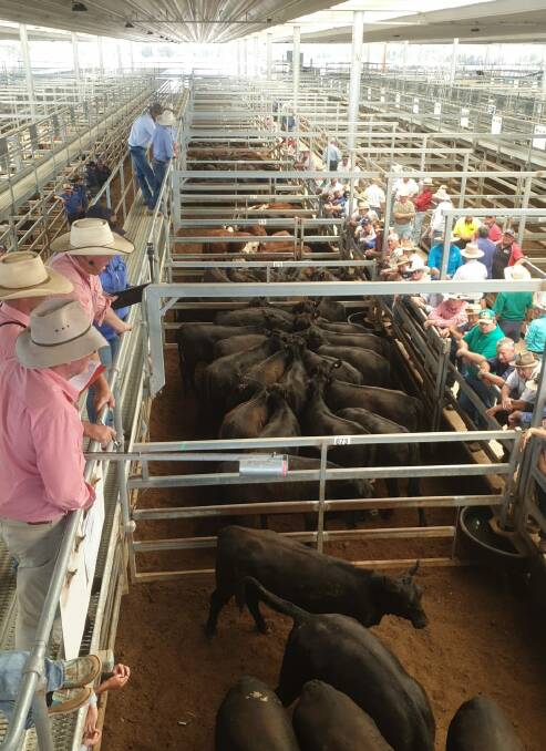 Prices continued to climb at the first Tamworth store cattle sale of the year on Friday. 