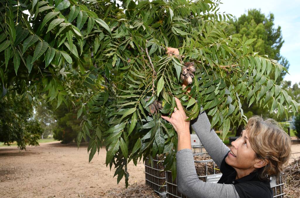 Susie Long inspects one of the 600 pecan trees growing on her Pallamallawa property Goorabah. 