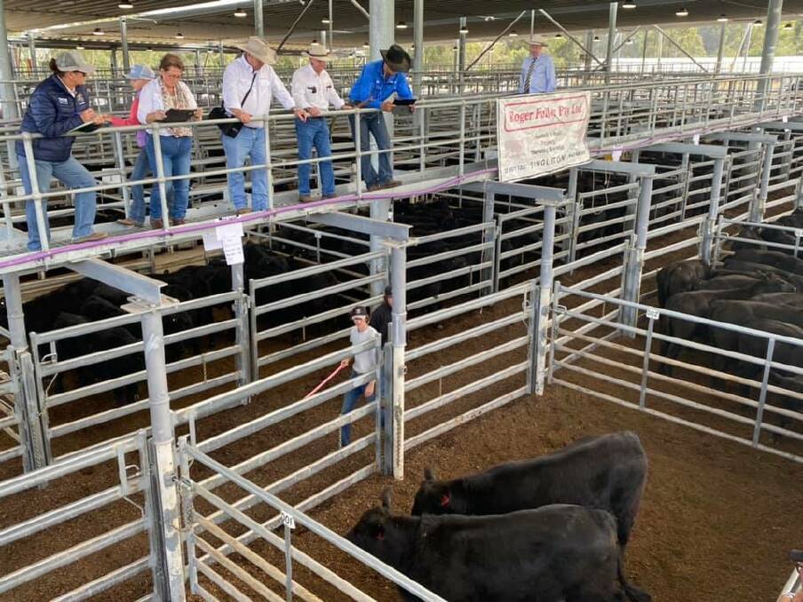 Despite a small yarding, prices remained firm at this month's Singleton store cattle sale. 