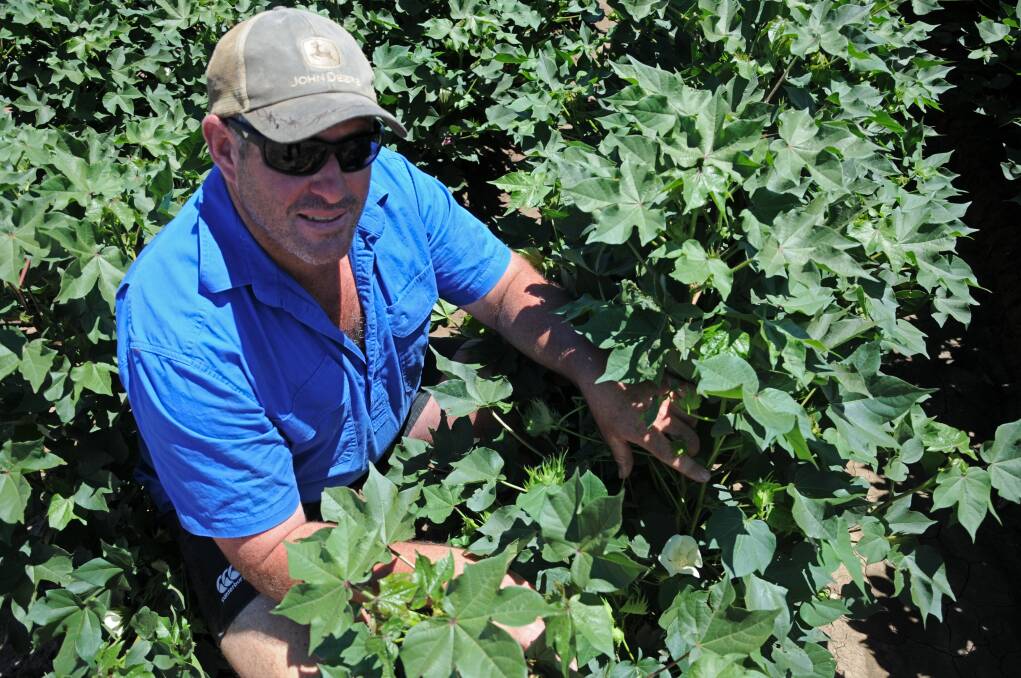 Glen Prairie farm manager John Baxter is hopeful the season's favourable cotton conditions continue. Photo: Billy Jupp 