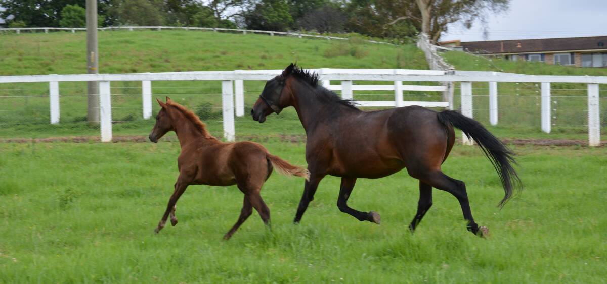 Cloned foal, Vicuna, with her surrogate mother Lagatha, on Catalina Stud in the Hawkesbury Valley at North Richmond. Photo: Andrew Marshall 