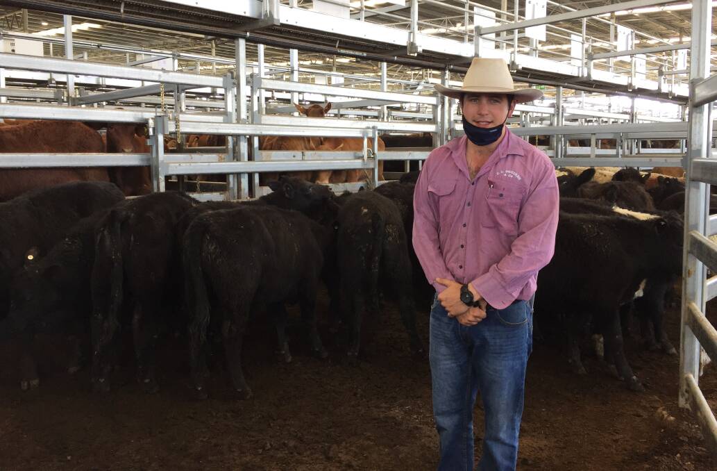 CL Squires and Company agent Will Claridge, Inverell, with a pen of Angus-cross steers offered by Clerkness Pastoral Company, Bundurra, which sold for 727c/kg at the Inverell September store cattle sale. 