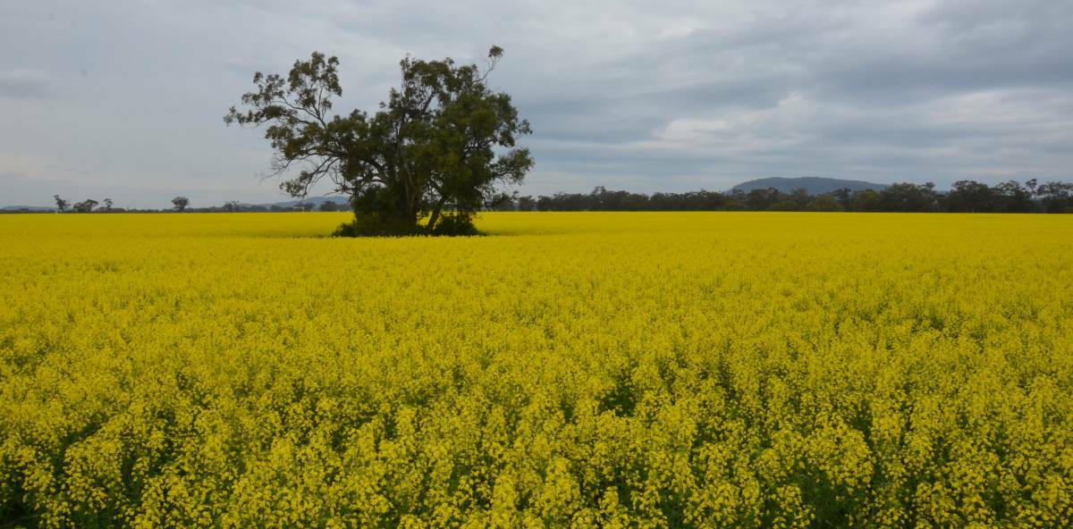 GEARING UP: Agronomists believe this winter cropping season could be the best for canola since 2016 when this photo was taken. 