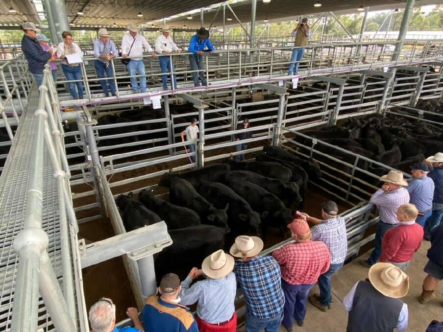 Buyers look on as auctioneer Roger Fuller looks for a bid at the 25th Annual Annual Coal Country Angus Sale. Photo: Supplied 