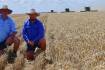 Rain takes 'cream' off crops but yields remain 'phenomenal'