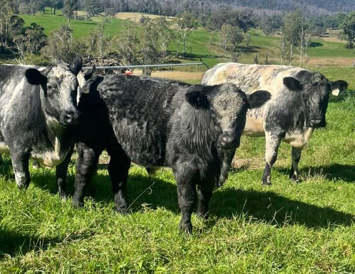 These eight-to-10-month-old Limousin-cross steers offered by the Sutherland family, Yowrie, sold for $2400/hd at Thursday's Bega store cattle sale. Photo: Supplied 