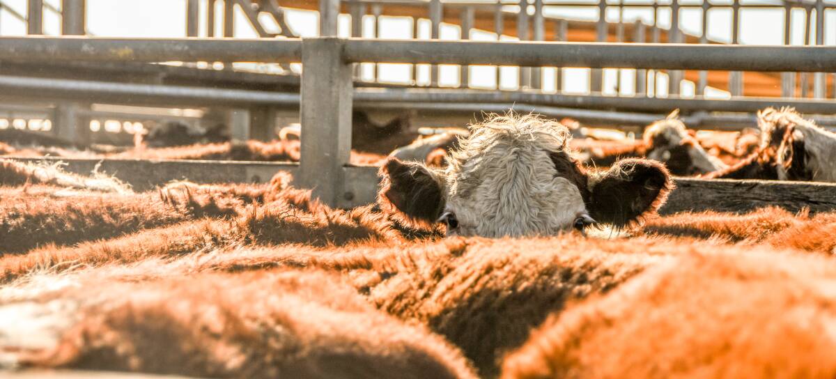 Many stock agents are encouraging producers to seek European Union (EU) accreditation as it can open up another market to sell their cattle in. 