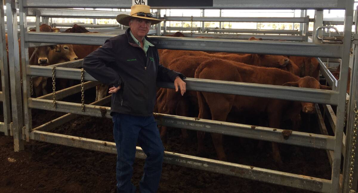 Inverell stock agent Phillip Frame, Frame Rural Agencies, with a pen of Santa Gertrudis-cross steers from vendor BD Fegan Pty Ltd which sold for 696c/kg. 