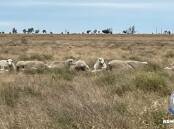 Police are investigating a series of sheep thefts in the Walgett area. Photo: NSW Rural Crime Prevention Team Facebook page. 