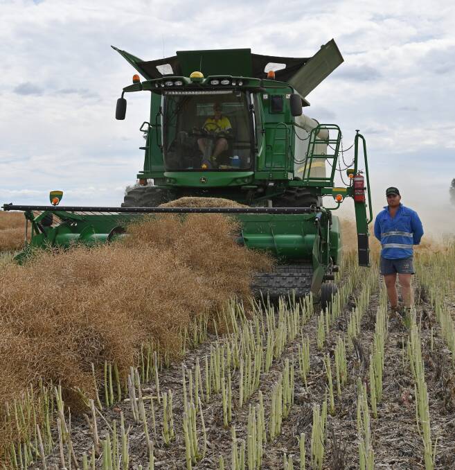 Will Turner, Turner Farming, in the the crop of canola being harvested in Bellata. Photo: Billy Jupp 