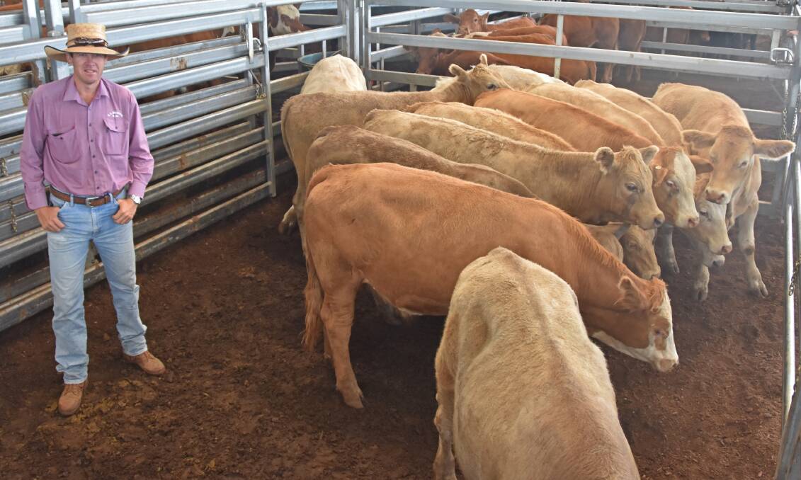 CL Squires and Co stock agent Robbie Bloch, Inverell, with nine Hereford-cross steers offered by Clerkness Pastoral Company, Bundurra, which sold for 482 cents a kilogram at Inverell on Thursday. Photo: Billy Jupp 