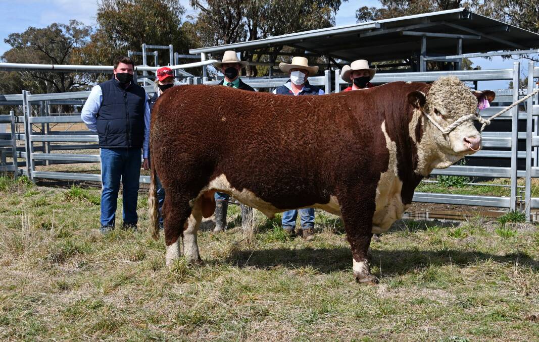 Te-Angie stud principals Michael Ogilvie and Claire Wanford, stock agent Cody Van Heerwaarden, Nutrien, Armidale, Te- Angie stud principal Richard Ogilvie and auctioneer Lincoln McKinlay, Elders, Inverell, with the top price bull. Photo: Billy Jupp 