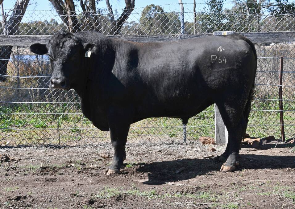 Isla Private Pilot P54 topped Isla Angus' inaugural bull sale when he was purchased by the Johnson family, Maderty, Coonabarabran for $14,500. Photo: Billy Jupp 