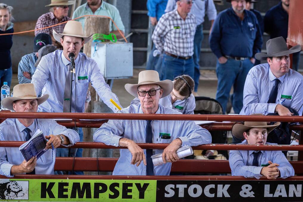 A new saleyard record was set at the Kempsey saleyards last Thursday during the annual spring steer and bullock sale. Photo: Supplied 