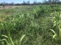 The major outbreak of parthenium weed was detected in a sorghum crop at Croppa Creek late last year. 