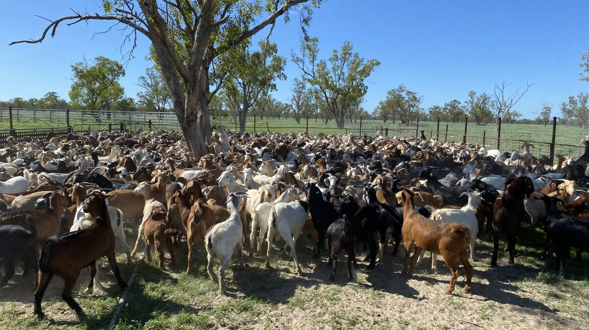 The Powell family first made the move into goats after the recent drought conditions eased. Photo: Supplied 