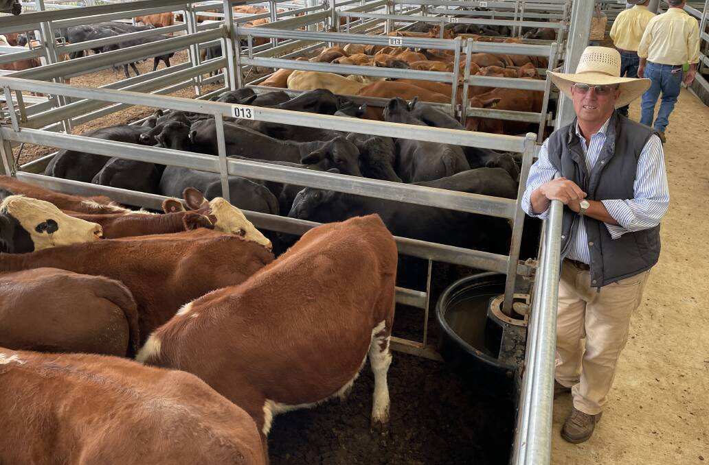 Tamworth stock agent Phil Hetherington, Garvin and Cousens, with a pen of 12 Hereford steers offered by Moka Rural, Tamworth, which sold for $2220/hd. Photo: Billy Jupp
