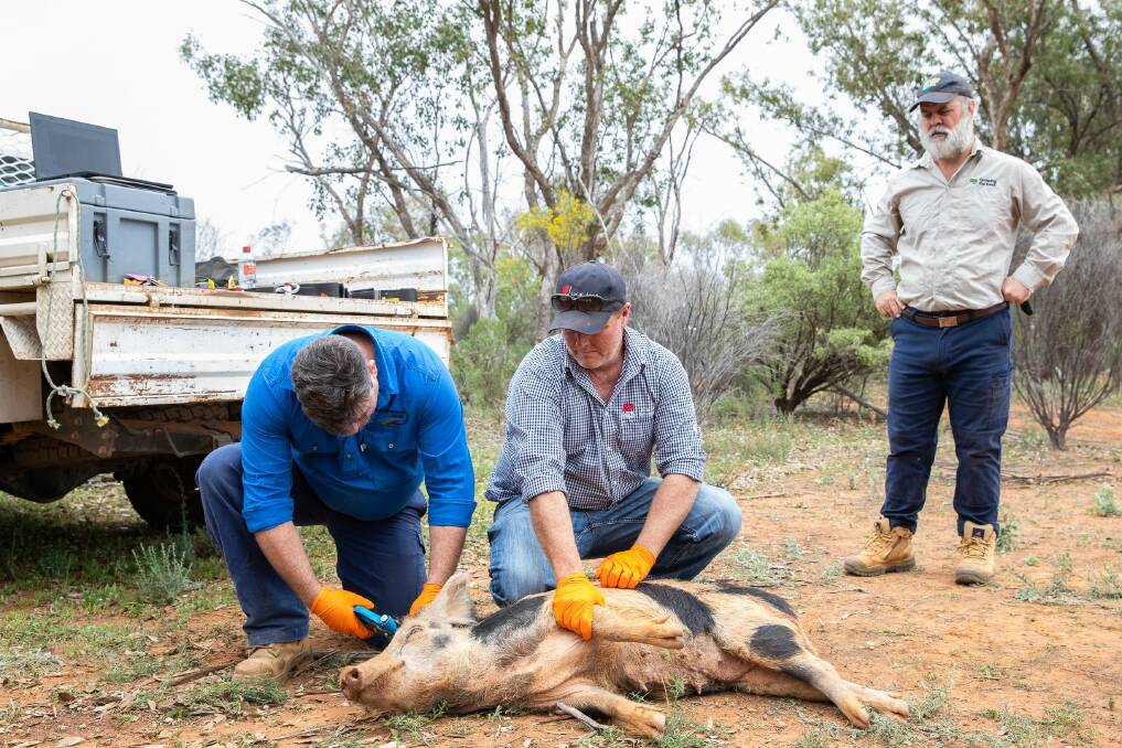 North West and Northern Tablelands farmers are being encouraged to sign up to the Feral Fighters program to help stop feral pigs in their tracks. Photo: Supplied 